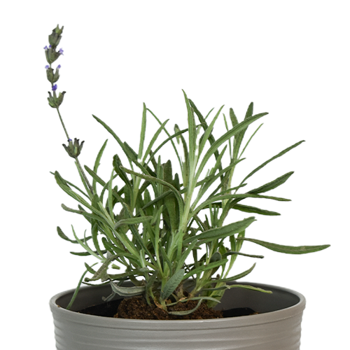 ROMERO H50 CM APROX. / BOL