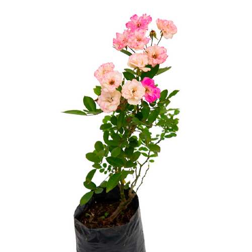ROSA COLOMBIANA H50 CM APROX. / BOL