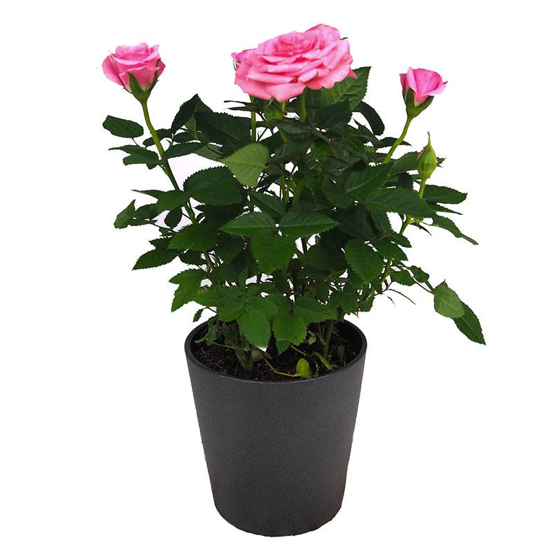 ROSA ENANA H50 CM APROX. / BOL