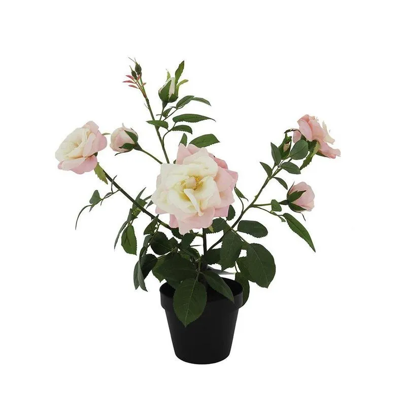 ROSA INJERTADA AQP H50 CM APROX. / BOL