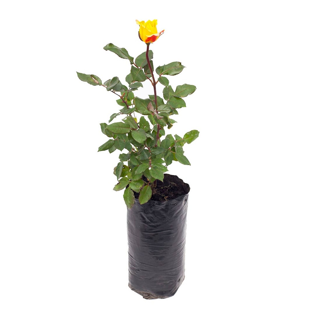 ROSA INJERTADA LIMA H50 CM APROX. / BOL