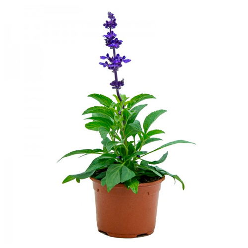 SALVIA ROJA H25 CM APROX. / BOL