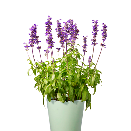 SALVIA H25 CM APROX. / BOL