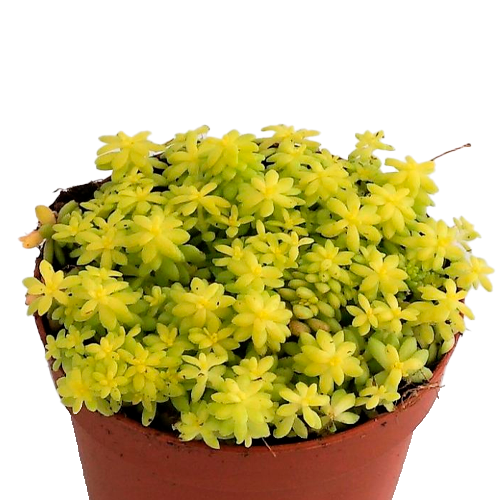 SEDUM AMARILLO H25 APROX / BOL