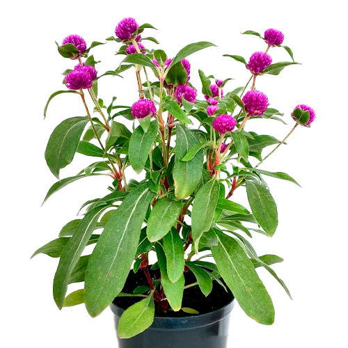 SIEMPRE VIVA H25 CM APROX. / BOL