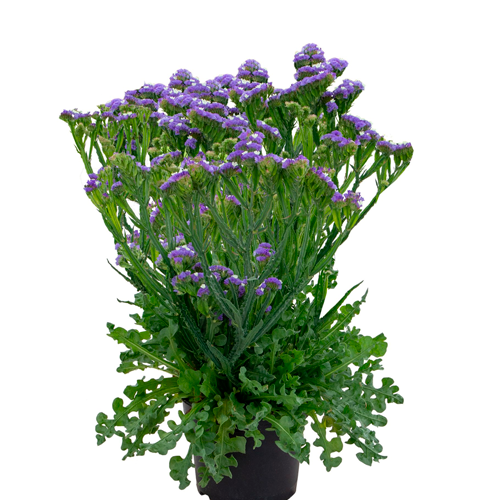 STATICE H25 CM APROX. / BOL