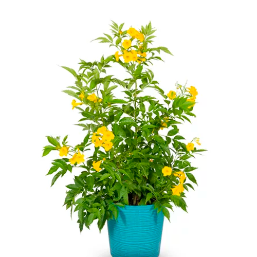 TECOMA AMARILLO H25 CM APROX. / BOL