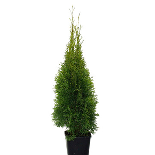THUJA H125 CM APROX. / BOL