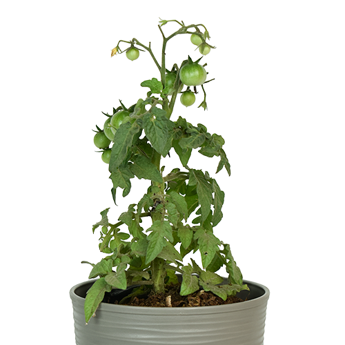 TOMATE CHERRY H25 CM APROX. / BOL