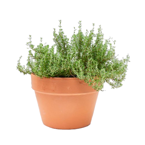 TOMILLO H25 CM APROX. / BOL