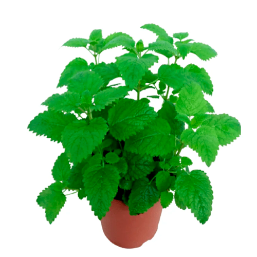 TORONJIL H25 CM APROX. / BOL