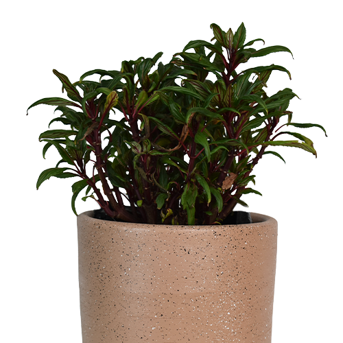 TRABAJADORA LIMA H50 CM APROX. / BOL