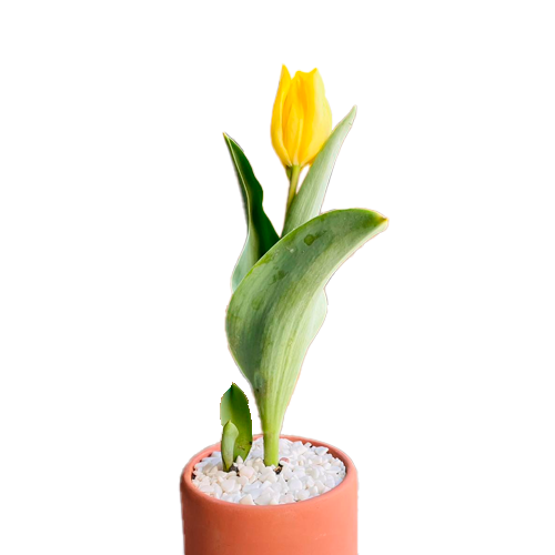 TULIPAN H25 CM APROX. / M - PLA