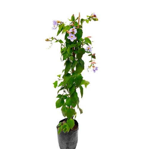 TUMBERGIA ENREDADERA H150 CM APROX. / BOL