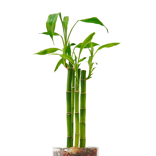 VARA DE LUCKY BAMBOO H15 CM APROX.