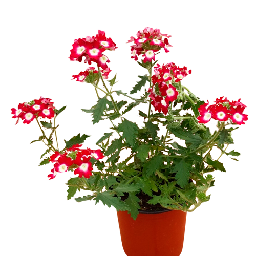 VERBENA H25 CM APROX. / BOL