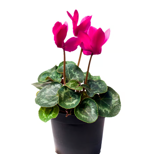 VIOLETA DE LOS ALPES H25 CM APROX. / MAC