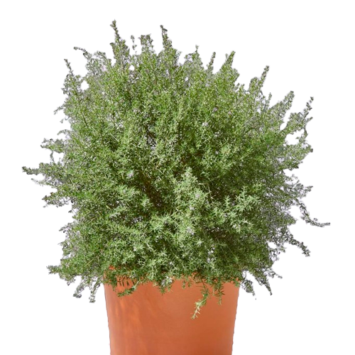 WESTRINGEA ESFERICA H25 CM APROX. / BOL