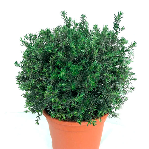 WESTRINGEA ESFERICA H75 CM APROX. / BOL
