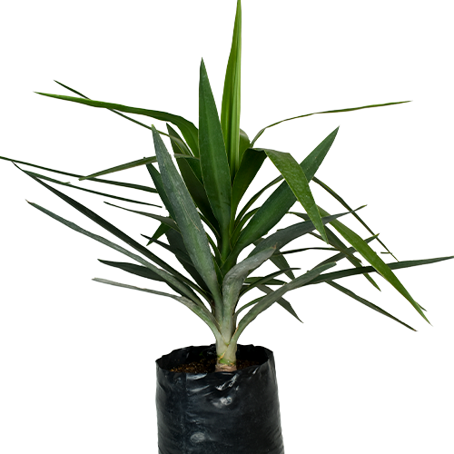YUCA VERDE CON PENACHO H150 CM APROX. / BOL