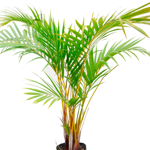 PALMERA HAWAIANA H75 CM APROX. / BOL