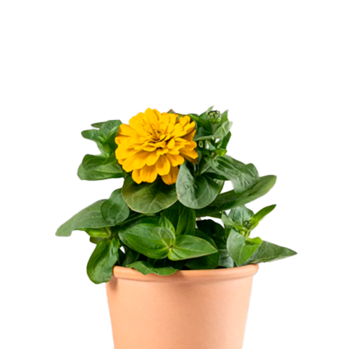 COLEGIALA H25 CM APROX. / BOL