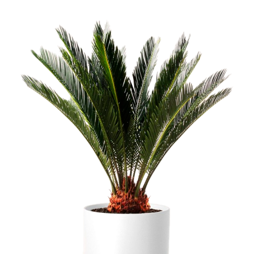 PALMERA CICA CON PIÑA H250 CM APROX. / BOL
