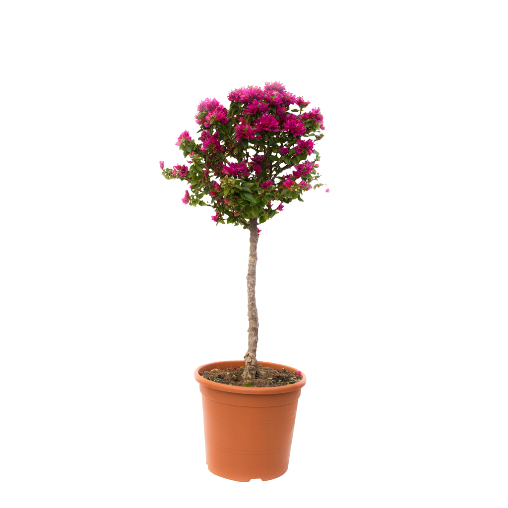 BUGAMBILIA ESFERICA SIMPLE H175 CM APROX. / BOL