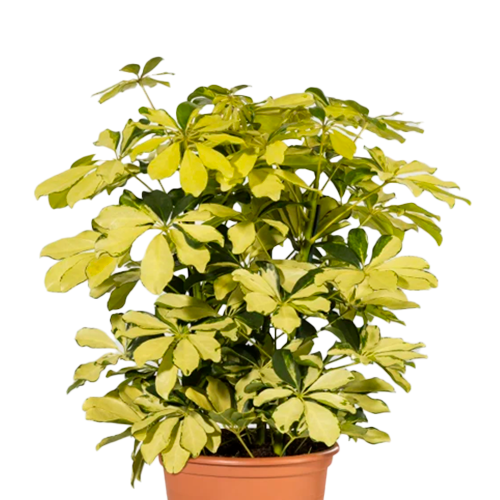 CHEFLERA AMARILLA 150 CM / BOL