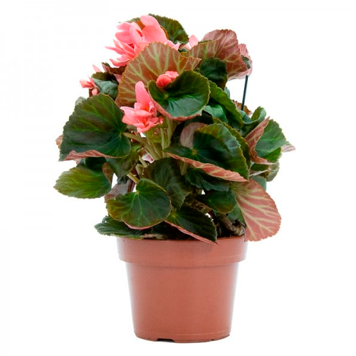 BEGONIA FLOR PEQUEÑA H25 CM APROX. / BOL