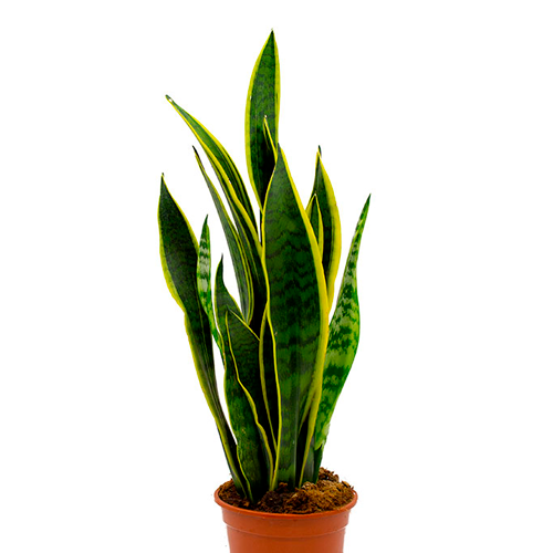 LENGUA DE SUEGRA H75 CM APROX. / BOL