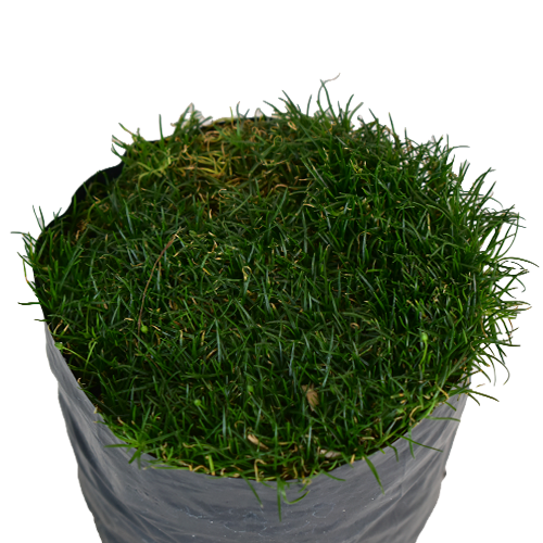 PASTO CHINO VERDE H25 CM APROX. / BOL