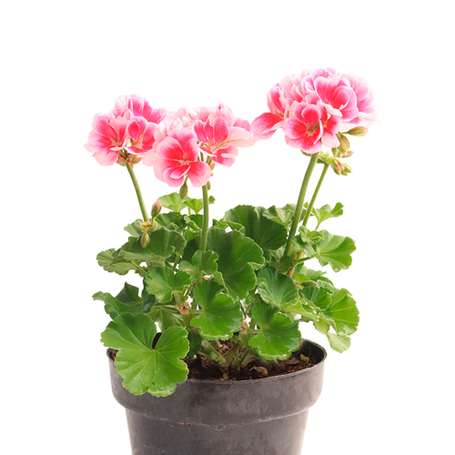 MALVA H25 CM APROX. / BOL