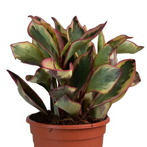 PEPERONIA ROJA H25 CM APROX / M - PLA #12