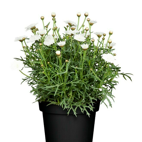 MARGARITA JAPONESA DE COLORES H25 CM APROX. / BOL