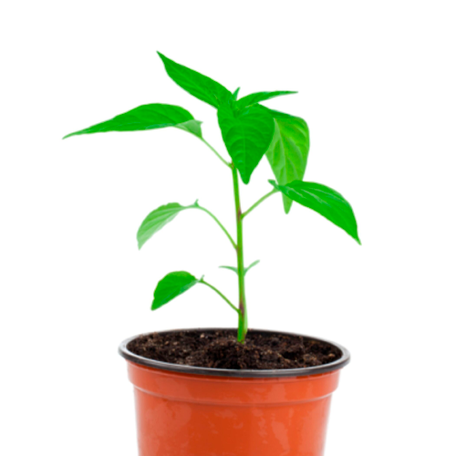 ROCOTO LIMA H25 CM APROX. / BOL