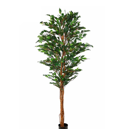 FICUS VERDE H250 CM APROX. / BOL