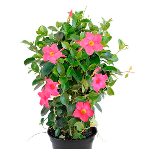 DIPLODEMIA H25 CM APROX. / M - PLA