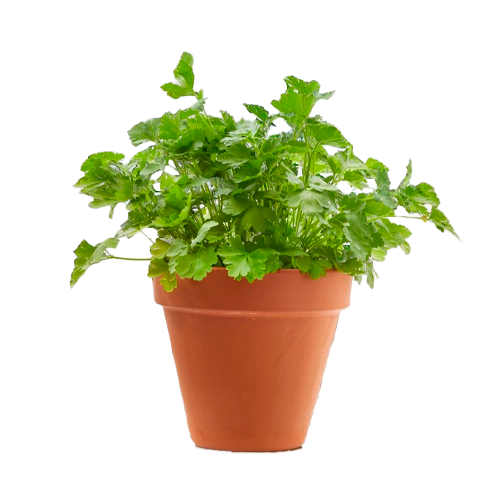 PEREJIL LIMA H25 CM APROX. / BOL