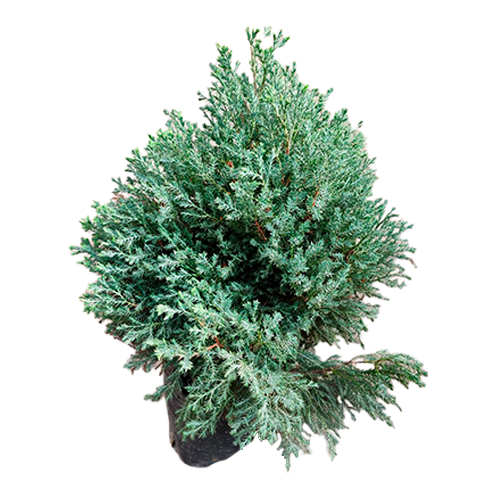 CIPRES AZUL BONSAI H75 CM APROX. / BOL