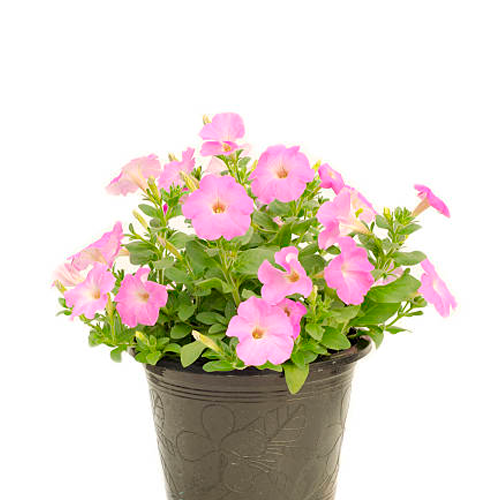 PETUNIA LIMA H25 CM APROX. BOL