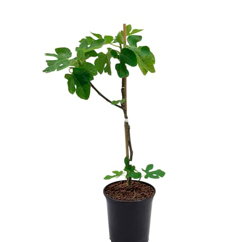 HIGO BLANCO H25 CM APROX. / BOL