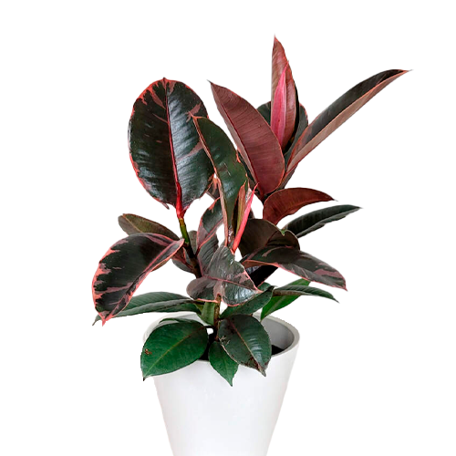 CAUCHO ROJO H25 CM APROX. / M - PLA