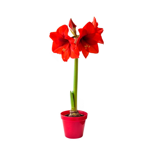 ENMEROCALIS ROJO H25 CM APROX. / BOL