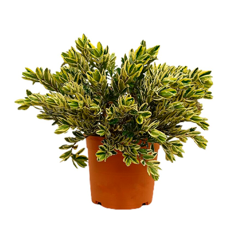 FRANCISCANA H50 CM APROX. / BOL #1