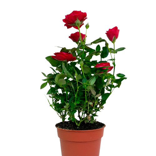 ROSA GRANDE LIMA H25 CM APROX. / BOL