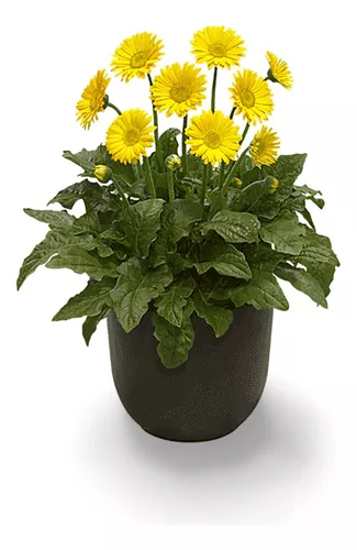 ASTER LIMA H25 CM APROX. / BOL