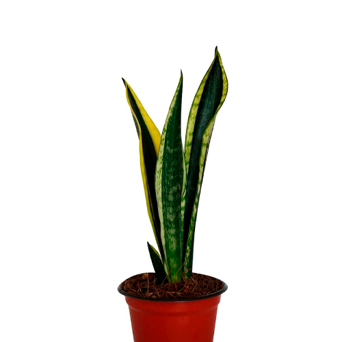 LENGUA DE SUEGRA ENANA H25 CM APROX. / BOL