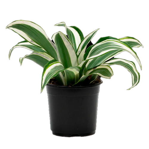 DRACENEA BLANCA H25 CM APROX. / BOL