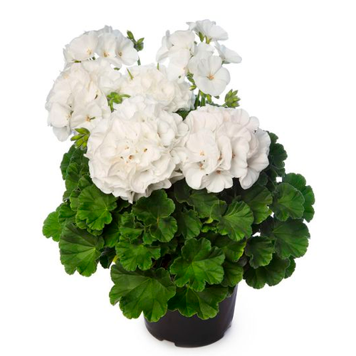 GERANEO COLOMBIANO BLANCO H50 CM APROX. / BOL